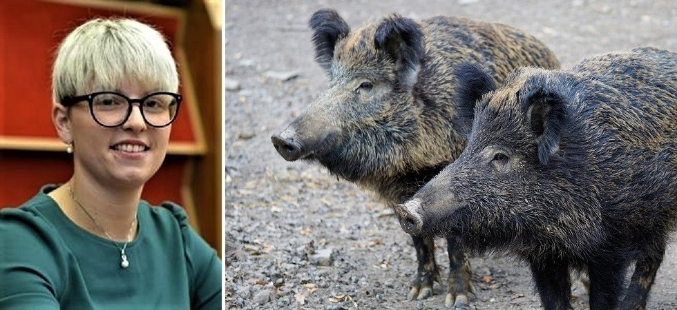 Peste suina, scatta il piano di prevenzione in Trentino: “Ridurre densità animali selvatici e più controlli sui domestici